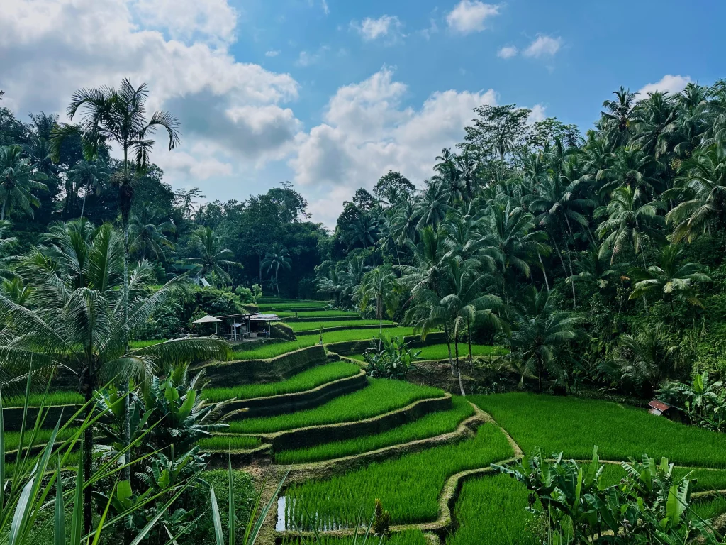 how much a taxi from Sanur Harbor to Ubud